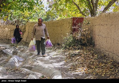 برداشت زعفران در طرق رود اصفهان