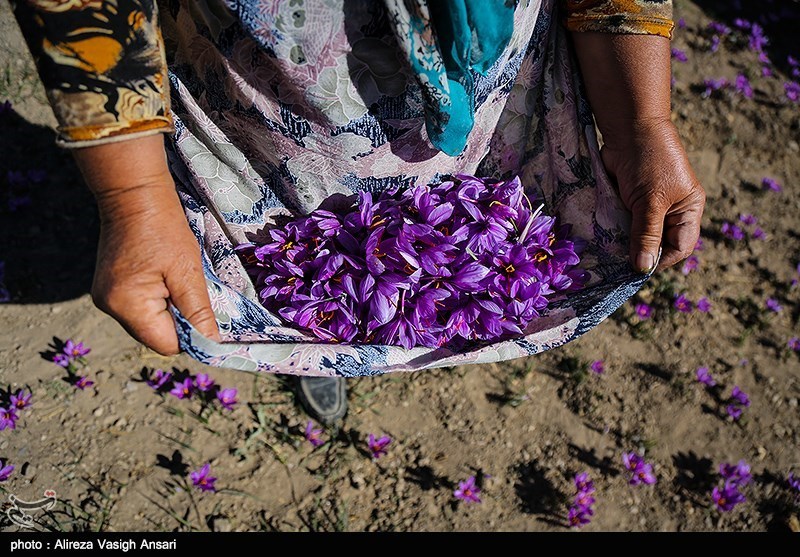 صنایع تبدیلی زعفران در دستور کار سازمان جهاد کشاورزی استان سمنان است