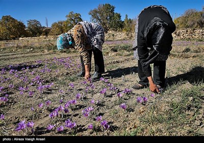 برداشت زعفران در طرق رود اصفهان