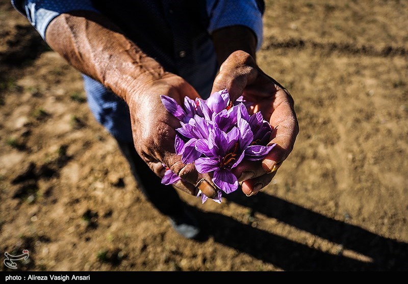 165 هکتار از اراضی استان سمنان به کشت زعفران اختصاص دارد