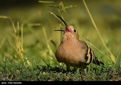 به مناسبت روز ملی پرنده نگری