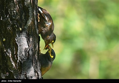 به مناسبت روز ملی پرنده نگری