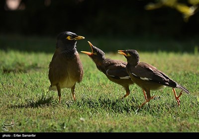 بمناسبة الیوم الوطنی للطیور