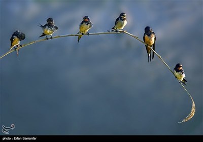 بمناسبة الیوم الوطنی للطیور