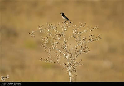 بمناسبة الیوم الوطنی للطیور