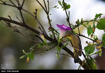 بمناسبة الیوم الوطنی للطیور