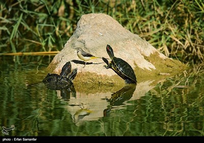 بمناسبة الیوم الوطنی للطیور