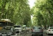 ارزش نیم میلیاردی درختان ولیعصر(عج) در تصفیه هوای پایتخت!