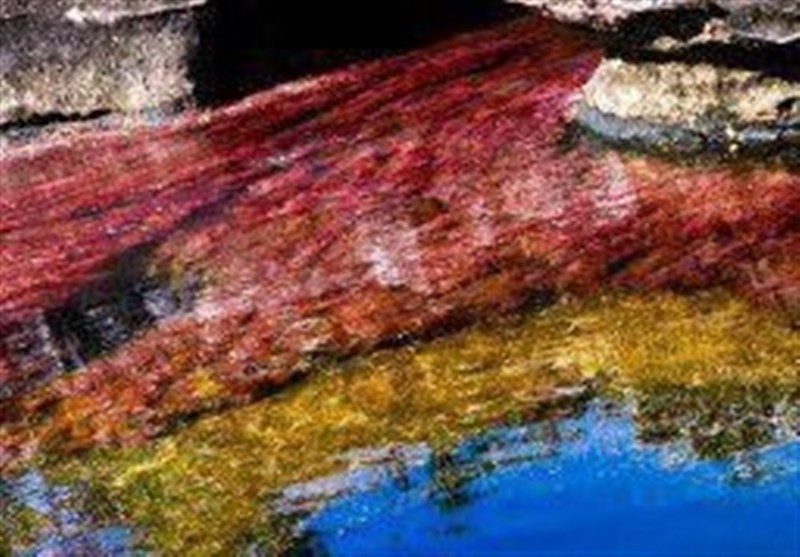 عکس/رودخانه رنگین کمان کانو کریستال، زیبا ترین رودخانه جهان