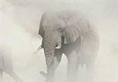 گروه فیل ها در میان طوفان شن