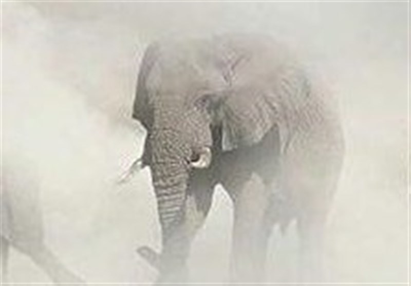 عکس/گروه فیل‌ها در میان طوفان شن
