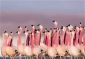 رزه