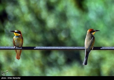 ایران میں پرندوں کے قومی دن کی مناسبت سے