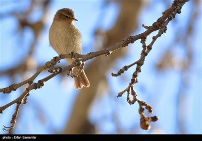 ایران میں پرندوں کے قومی دن کی مناسبت سے