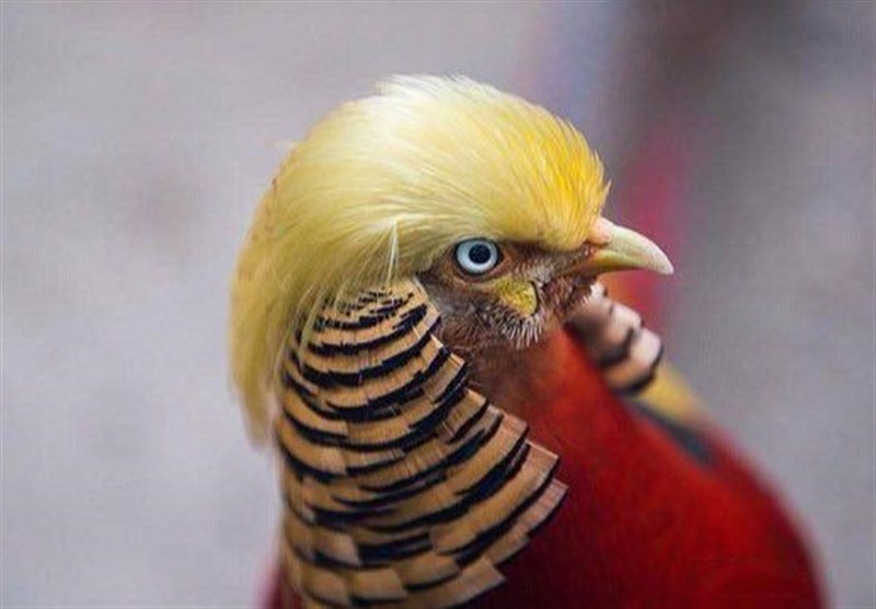 قرقاول بلژیکی؛ پرنده ای که با دونالد ترامپ مو نمی زند