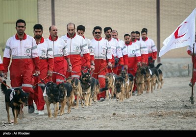 دوره ی آموزشی سگ های امداد و نجات - اصفهان
