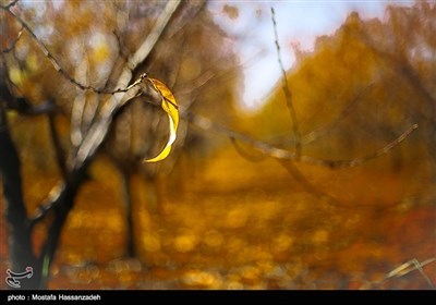 طبیعت پاییزی استان گلستان
