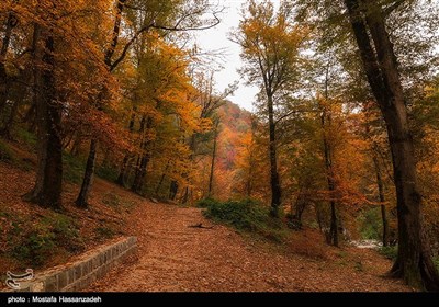 طبیعت پاییزی استان گلستان