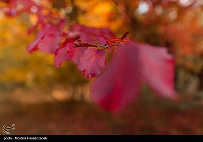 Autumn in Iran's Golestan Province 