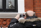 فیلم/گربه باکلاس آسانژ سوژه عکاسان خبری