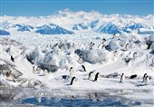 قطب شمال 4 برابر سریع‌تر از بقیه کره زمین گرم می‌شود!
