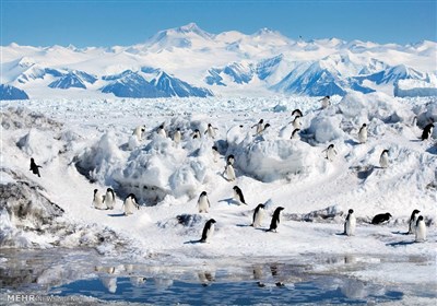  قطب شمال ۴ برابر سریع‌تر از بقیه کره زمین گرم می‌شود! 