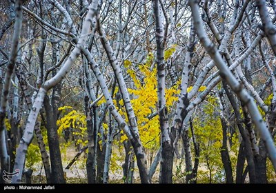 پاییز در زنجان