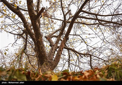 پاییز در زنجان