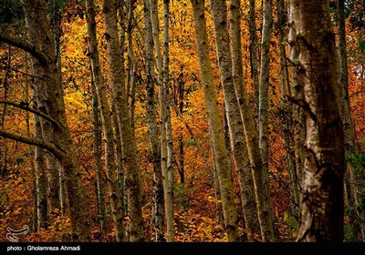 Iran's Beauties in Photos: Autumn in Northern Region of Behshahr