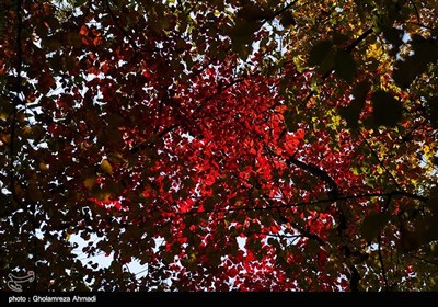 Iran's Beauties in Photos: Autumn in Northern Region of Behshahr