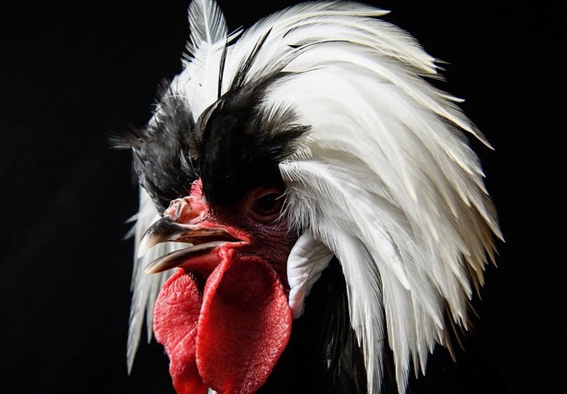 تصاویر/نمایشگاه مرغ و خروس ها در انگلیس‎