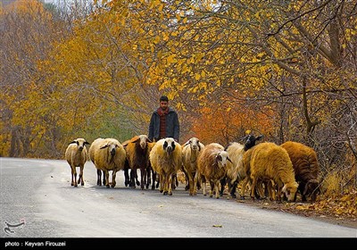 طبیعت پاییزی روستای نران - کردستان