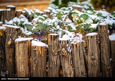 طهران تکتسی بحلة خریفیة بیضاء