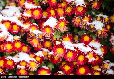 Early Snow Blankets Tehran