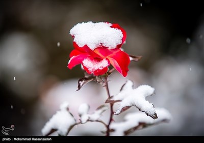 Early Snow Blankets Tehran