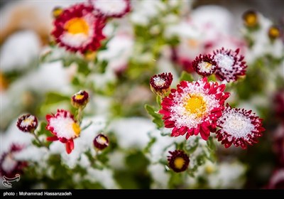 Early Snow Blankets Tehran