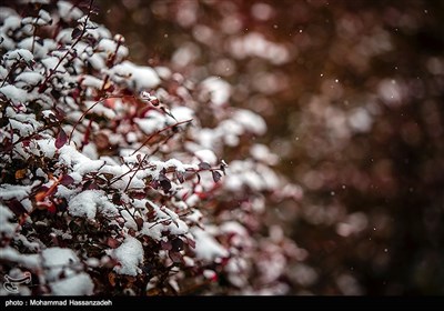 طهران تکتسی بحلة خریفیة بیضاء