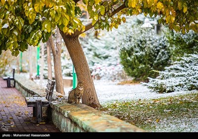 طهران تکتسی بحلة خریفیة بیضاء