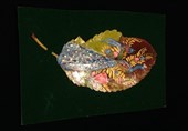 حسین شاهی