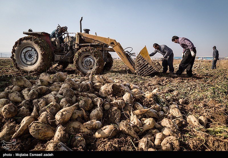 بیش از 6 هزار هکتار چغندر قند در استان گلستان کشت می‌شود