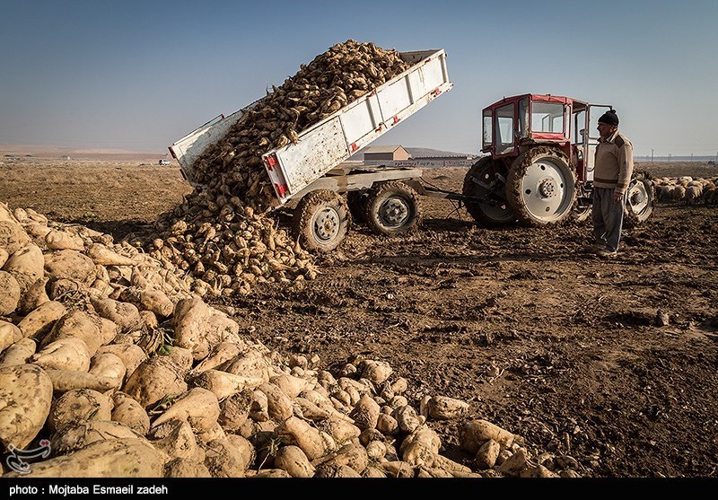 یک میلیون و 520 هزار تن چغندرقند از مزارع آذربایجان غربی برداشت شد