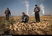یک میلیون و 950 هزار تن چغندر قند در آذربایجان غربی برداشت شد