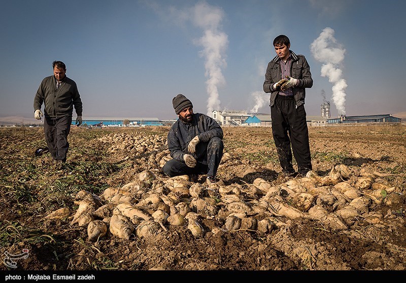 یک میلیون و 950 هزار تن چغندر قند در آذربایجان غربی برداشت شد