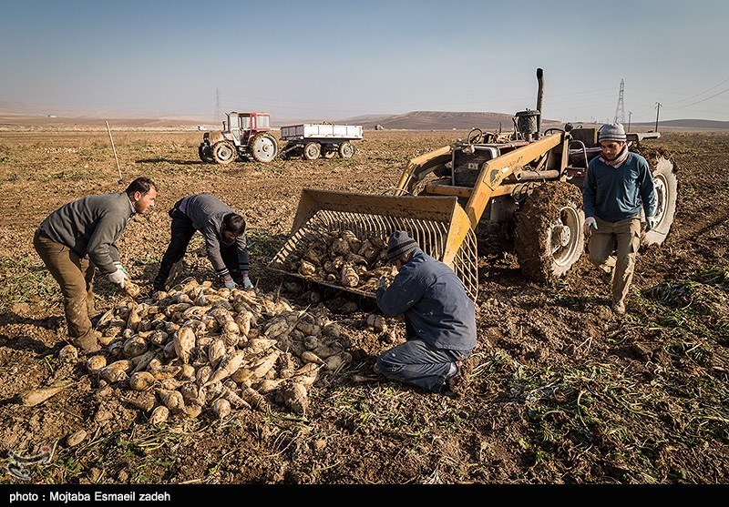 آذربایجان‌غربی| کشت چغندر قند در حوضه آبریز دریاچه ارومیه مازاد بر 12 هزار هکتار مجاز نیست