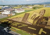 آثار هنری در مزرعه‌های برنج ژاپن+تصاویر