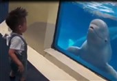 فیلم/شوخی دلفین با پسر بچه