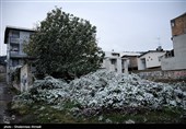 خسارتی از بارش برف در باغات مازندران گزارش نشده است