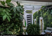 نکاتی برای مراقبت از گیاهان آپارتمانی