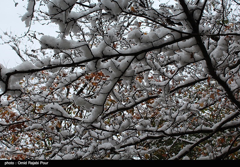 جنوب فارس رکوردار بارندگی/10 سانتی‌متر برف در ارتفاعات اقلید بارید