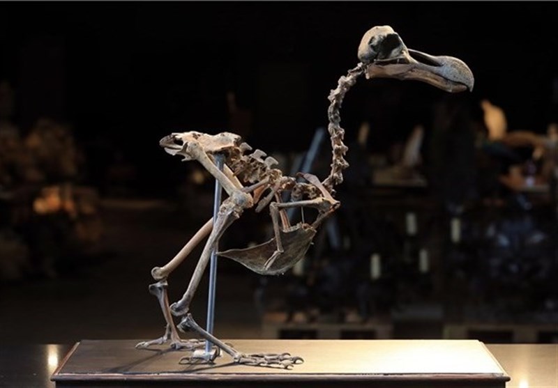 استخوان‌های پرنده منقرض شده 280 هزار پوند فروخته شد